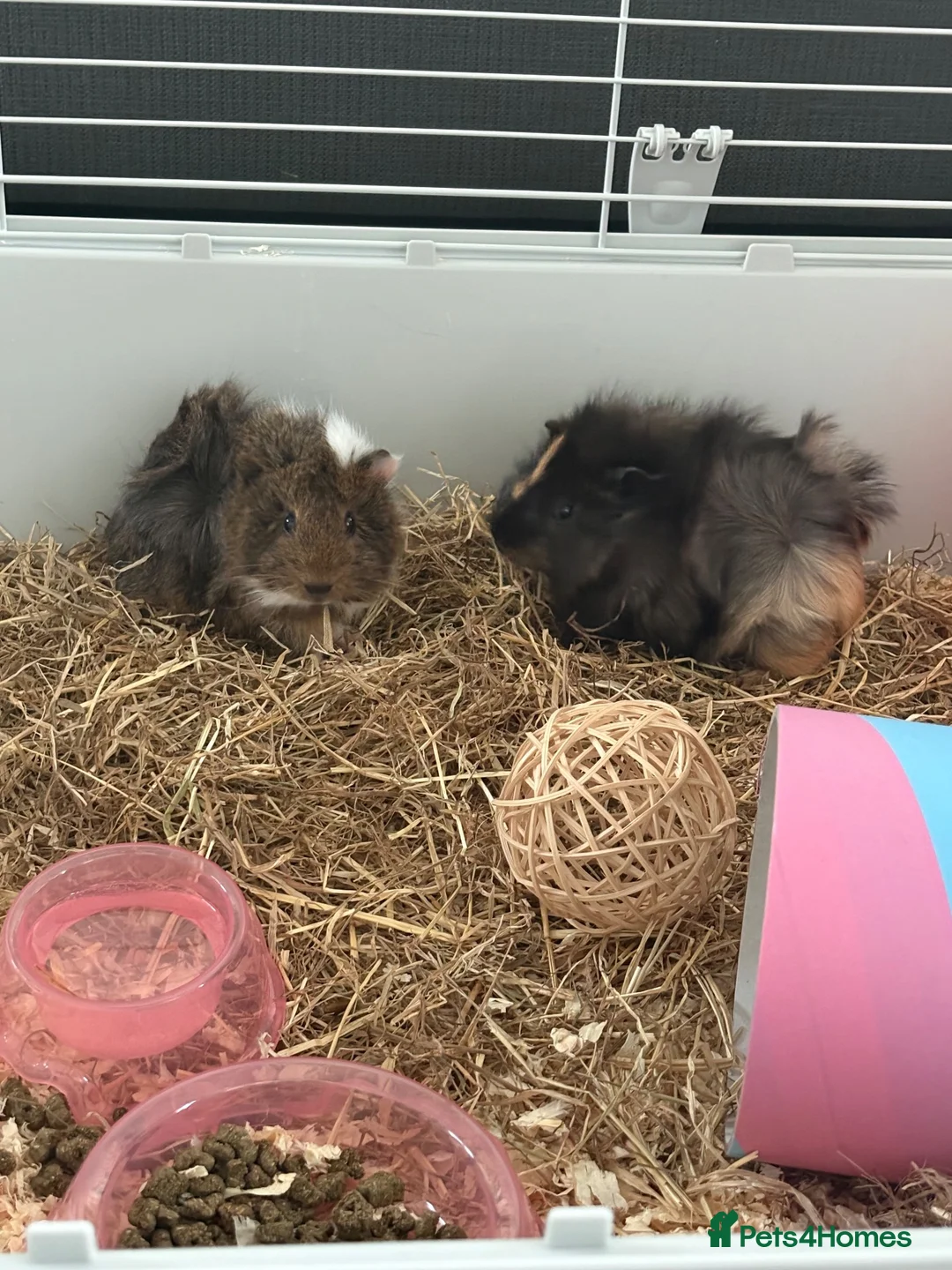 Guinea Pig rodents for sale: Female Guinea Pigs in Hartlepool - Advert 6