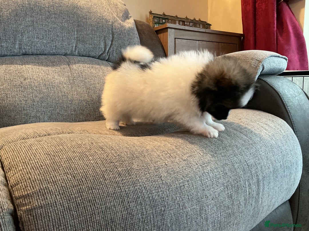 Pomeranian dogs for sale: Tiny toy size parti-Pomeranian 8 weeks ready now - Advert 1