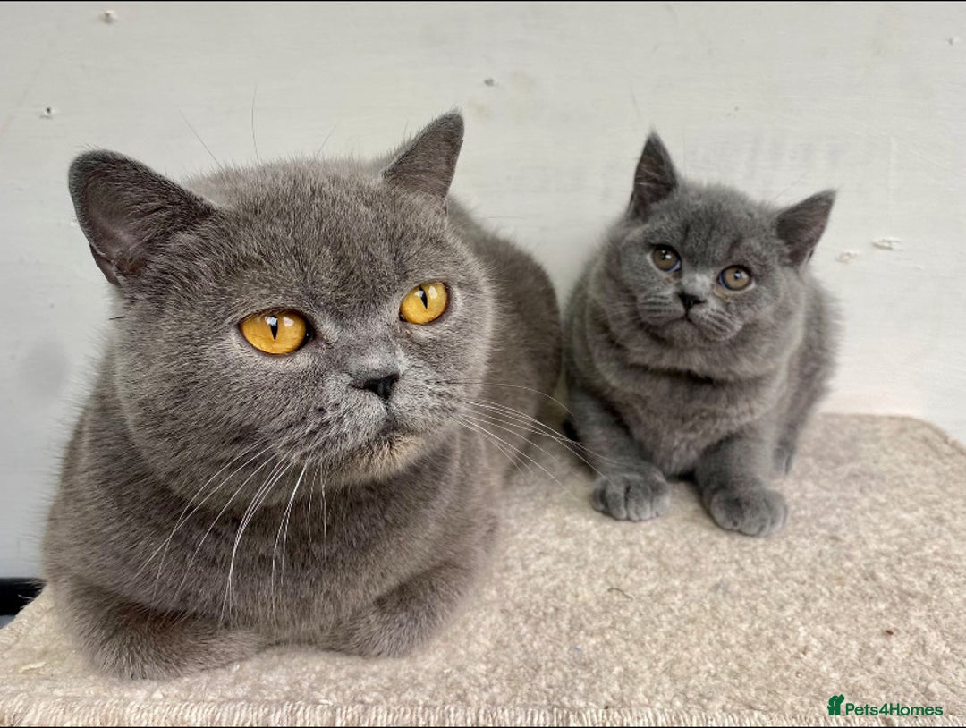 British Shorthair cats for sale: Ready to go  - Image 4