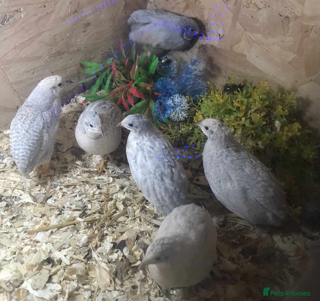 Quail poultry for sale: QUAIL HATCHING EGGS/1ST SEPTEMBER ! - Image 33