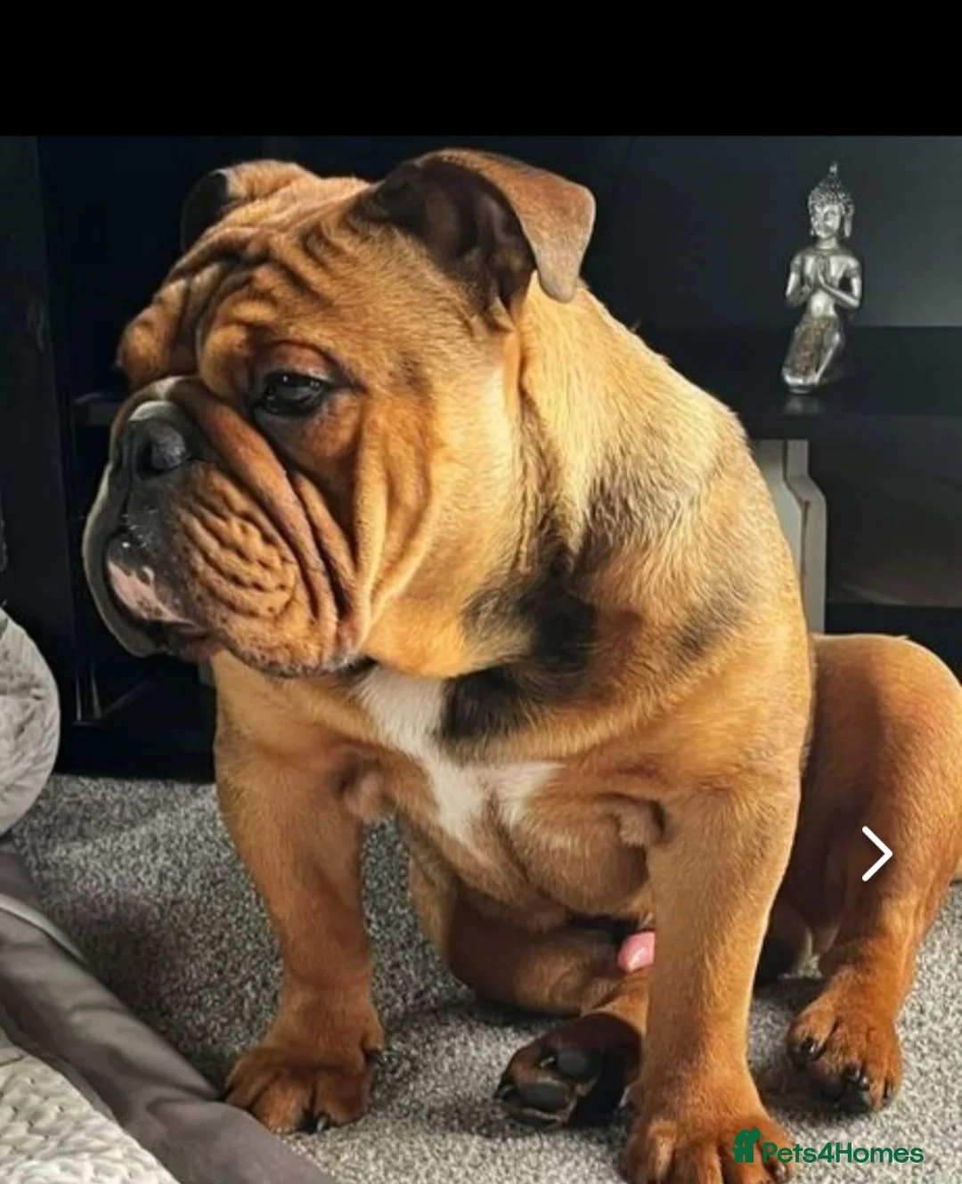 English Bulldog dogs for stud: Kc registered Choc sable EBD STUD ONLY in Bradford - Advert 11