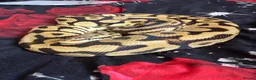 Python Snake reptiles for sale: Royal python collection  - Advert 1