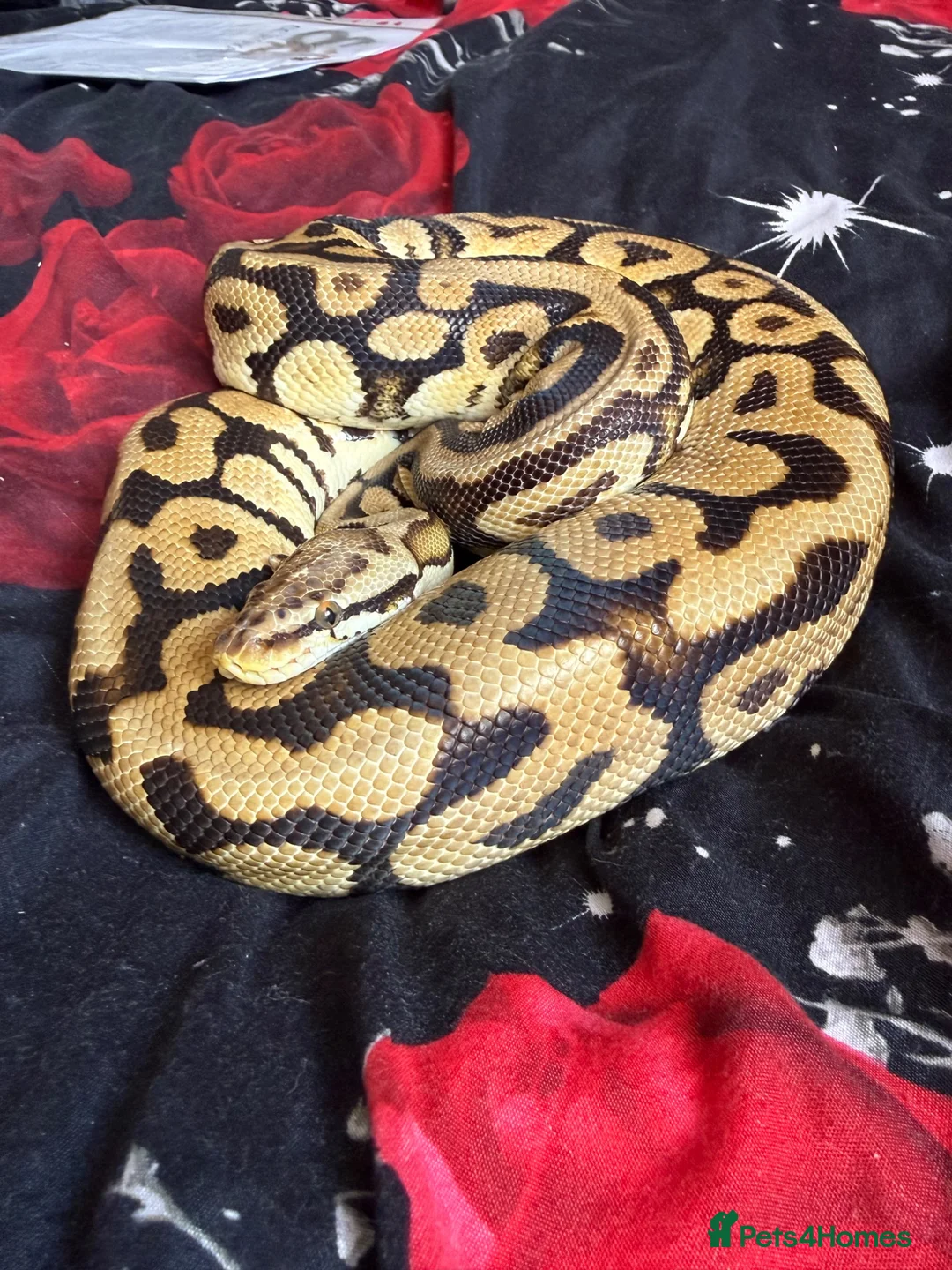 Python Snake reptiles for sale: Royal python collection  - Advert 1