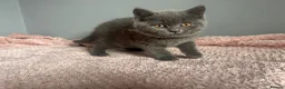 British Shorthair cats for sale: British short /longhair gccf  kittens  - Advert 5