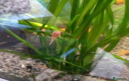 Plecos fish for sale: Plecos Albino Bristlenose - Image 4