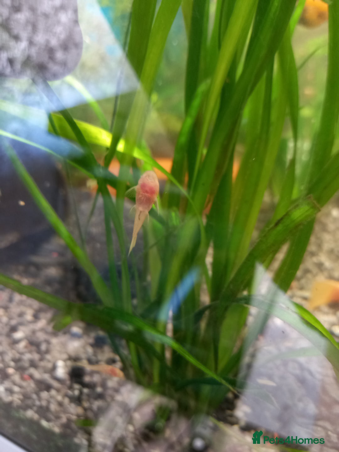 Plecos fish for sale: Plecos Albino Bristlenose - Image 4