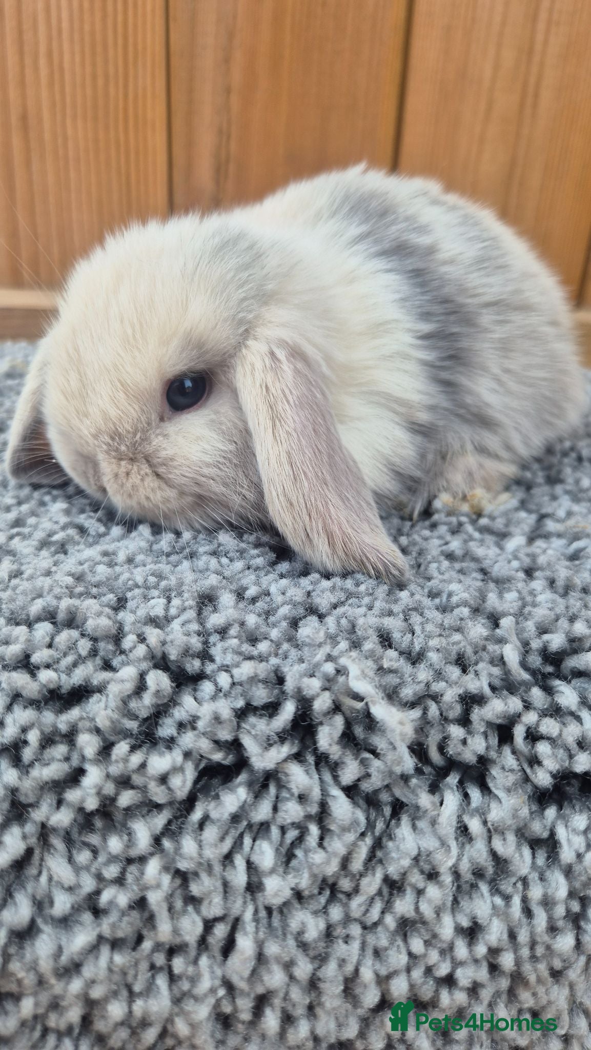 Mini Lop rabbits Mini Lop babies ready to reserve  - Advert 2