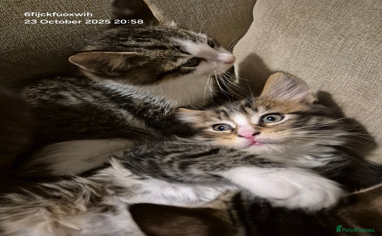 Mixed Breed cats - Advert 13