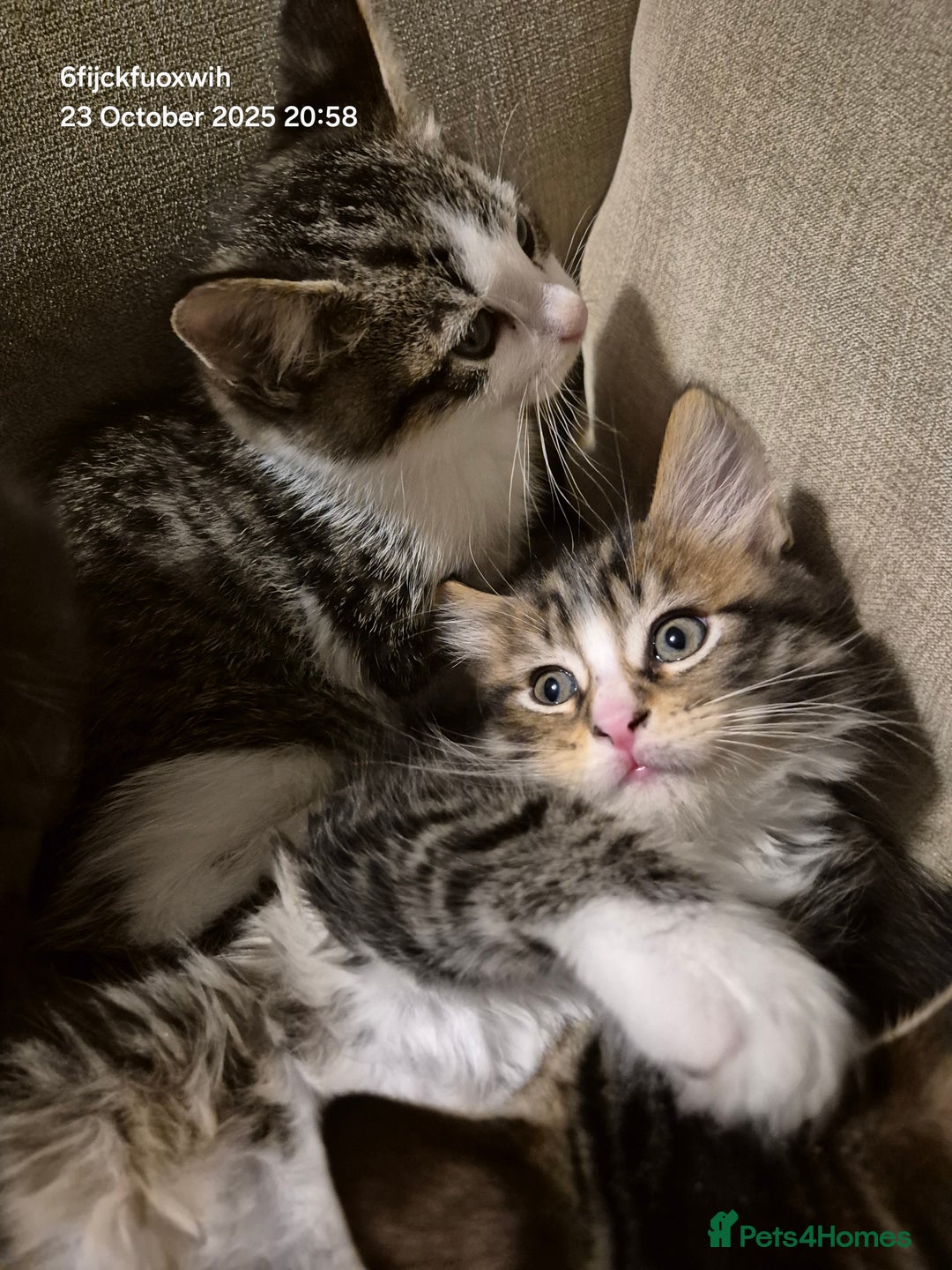 Mixed Breed cats for sale: Six beautiful and playful kittens ready Sunday! - Image 1