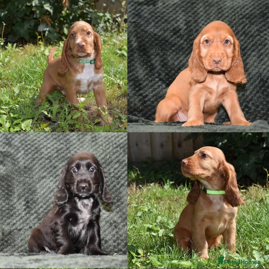 Cocker Spaniel dogs Fully Injected  Ready Now Kc Reg Show Type  - Advert 14