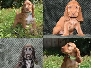 Cocker Spaniel dogs Fully Injected Ready Now Kc Reg Show Type - Advert 14