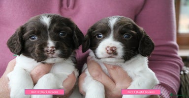 English Springer Spaniel dogs - Advert 2