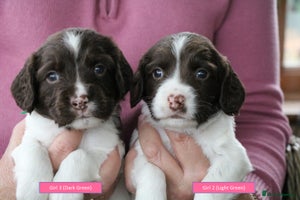 English Springer Spaniel dogs - Advert 11