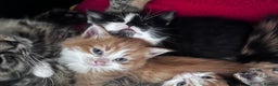 Mixed Breed cats for sale: Beautiful Fluffy Kittens - Advert 15