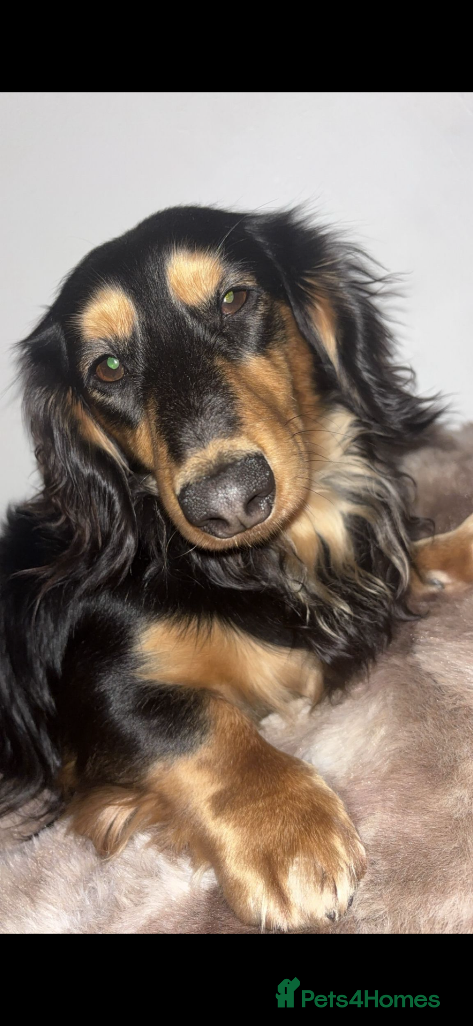 Miniature Dachshund dogs KC registered 5 Generation Stud Dog Available. - Advert 2