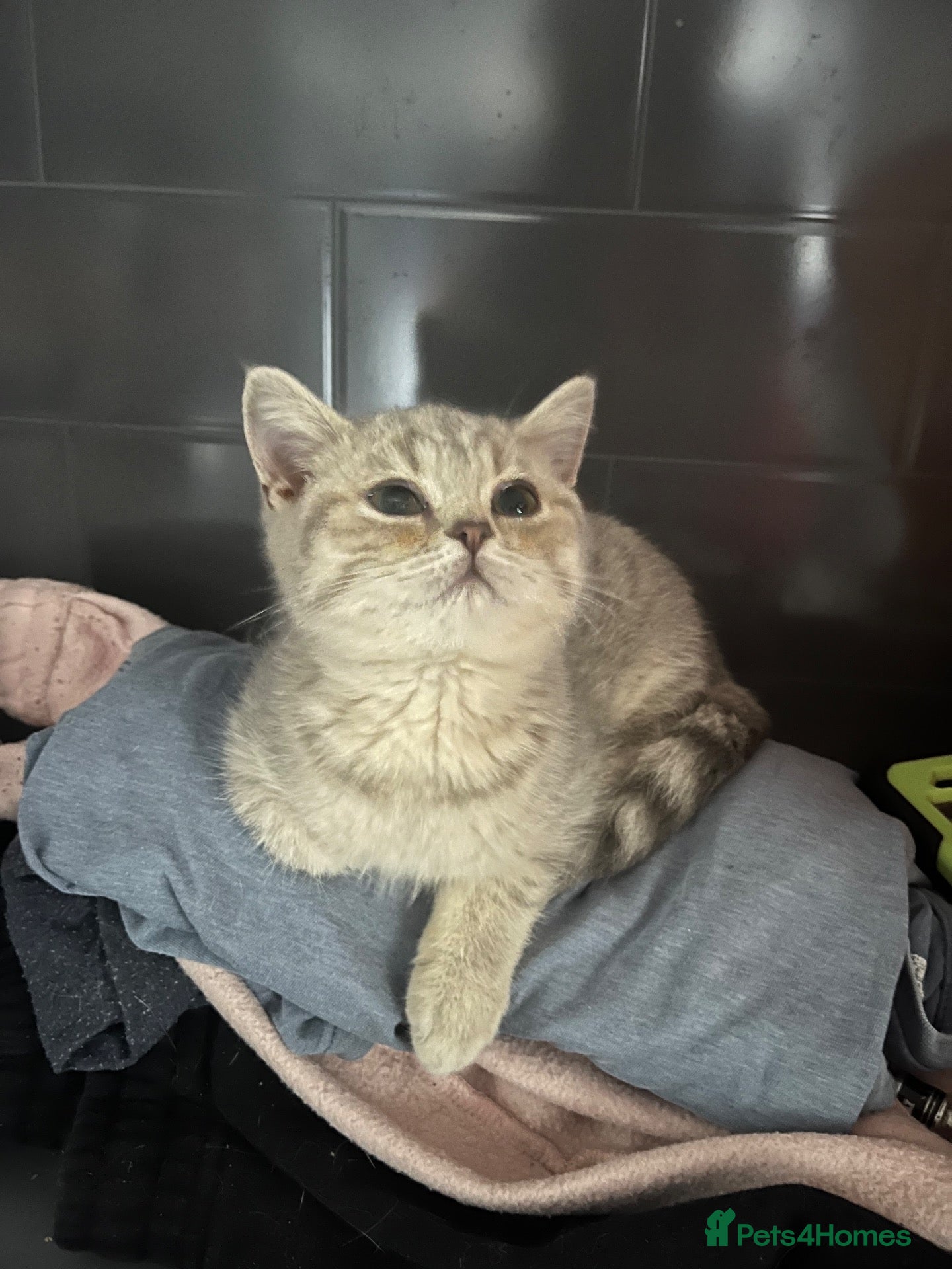 British Shorthair cats Gccf British Shorthair kittens  - Advert 1