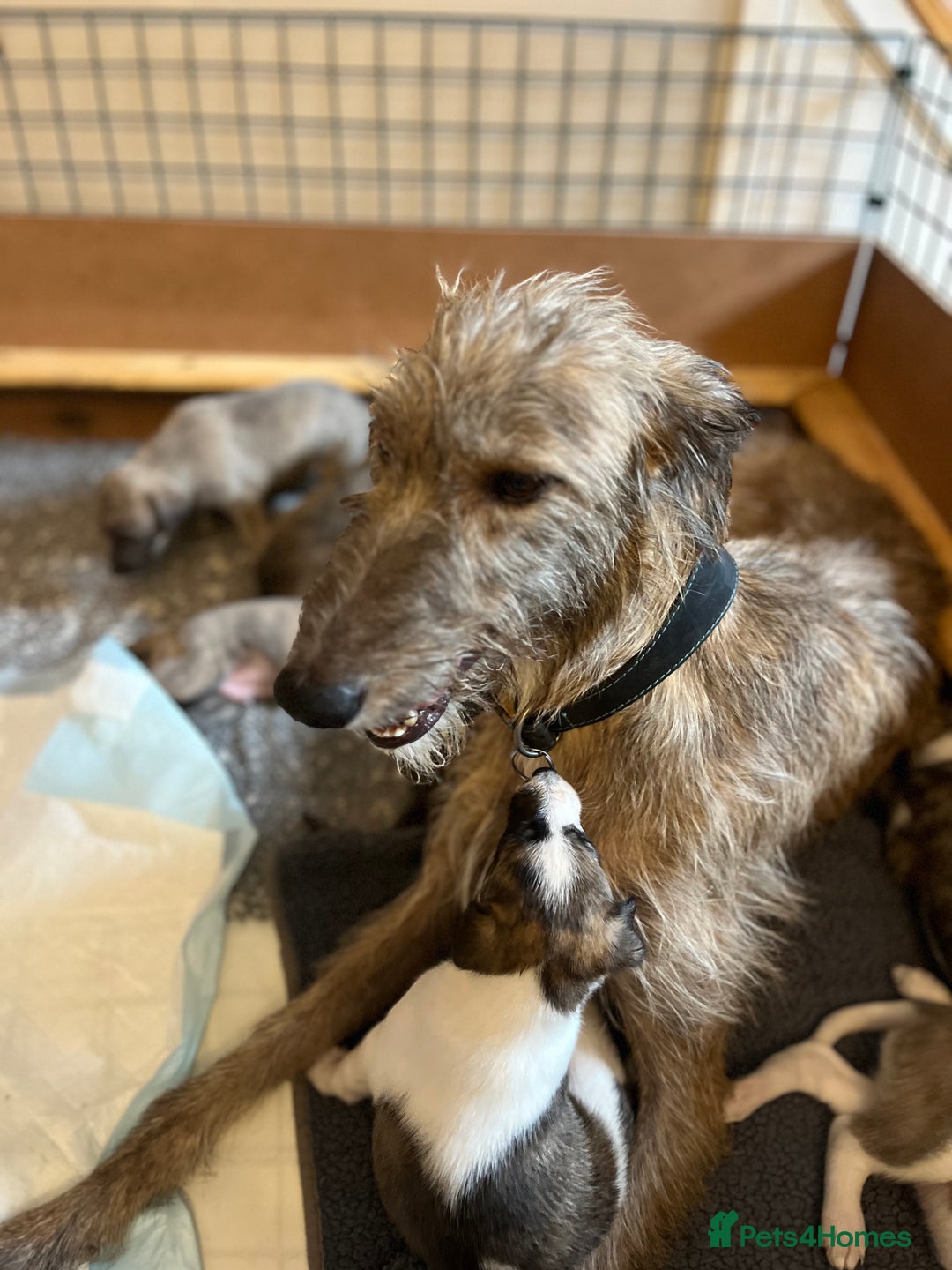 Mixed Breed dogs for sale: Beautifully Bred broken coated Lurcher Puppies - Image 17