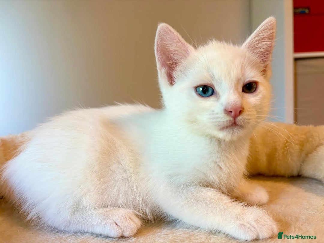 Mixed Breed cats for sale: Beautiful kittens for sale - Image 10