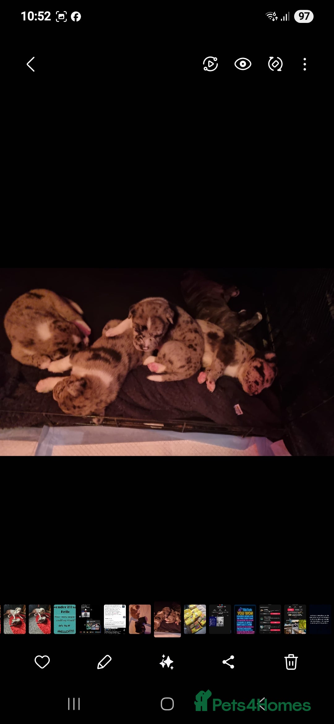 Mixed Breed dogs for sale: alapaha bull dog x  akita  - Image 9