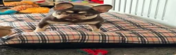 French Bulldog dogs for sale: Four Female French Bulldog Puppies  - Advert 6