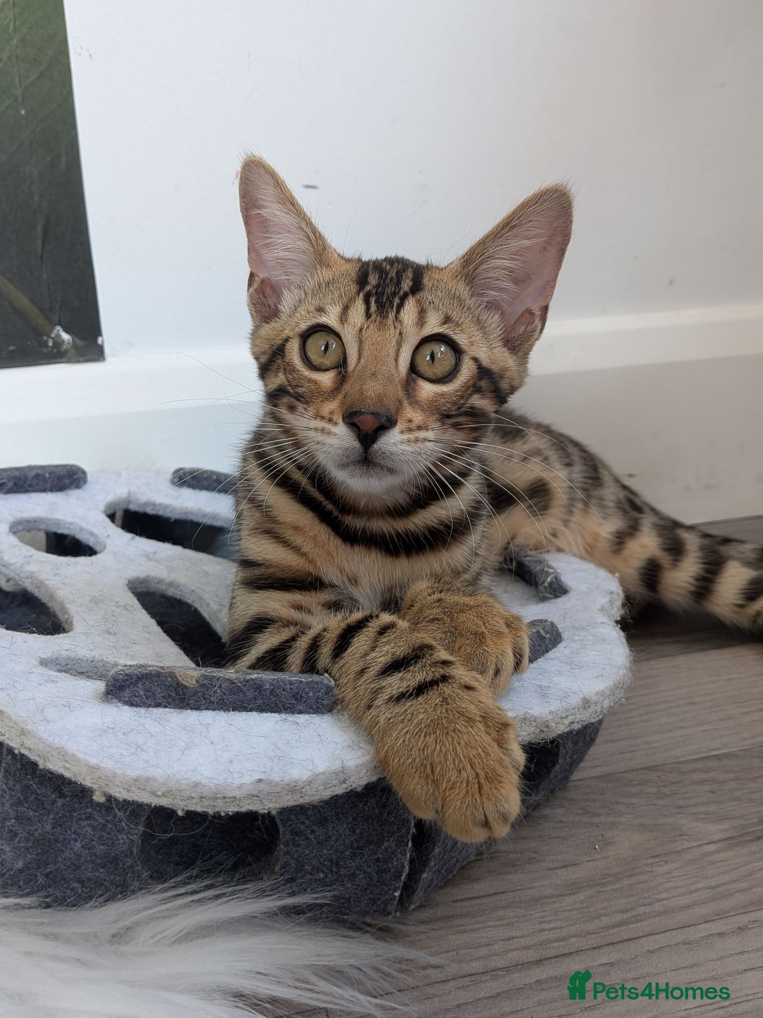 Bengal cats Stunning Bengal kittens available TICA registered  - Advert 1