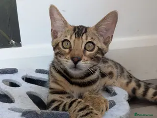 Bengal cats Stunning Bengal kittens available TICA registered - Advert 1