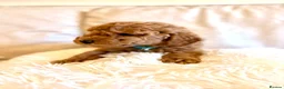 Toy Poodle dogs for sale: 3 lovely Toy Poodles  - Advert 4
