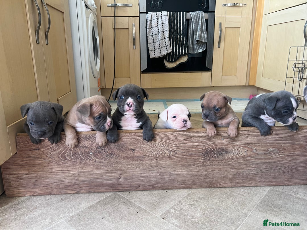 Mixed Breed dogs for sale: French Bulldog X American Pocket Bully Puppies in Carlisle - Image 2