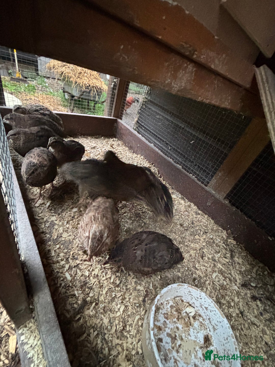 Quail poultry for sale: Mixed quail for sale  - Image 3