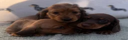 Miniature Dachshund dogs for sale: Quality miniature dachshunds  - Advert 3