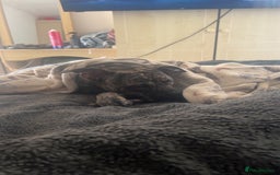 Mixed Breed dogs for sale: Staffy  ** tiff   - Advert 3