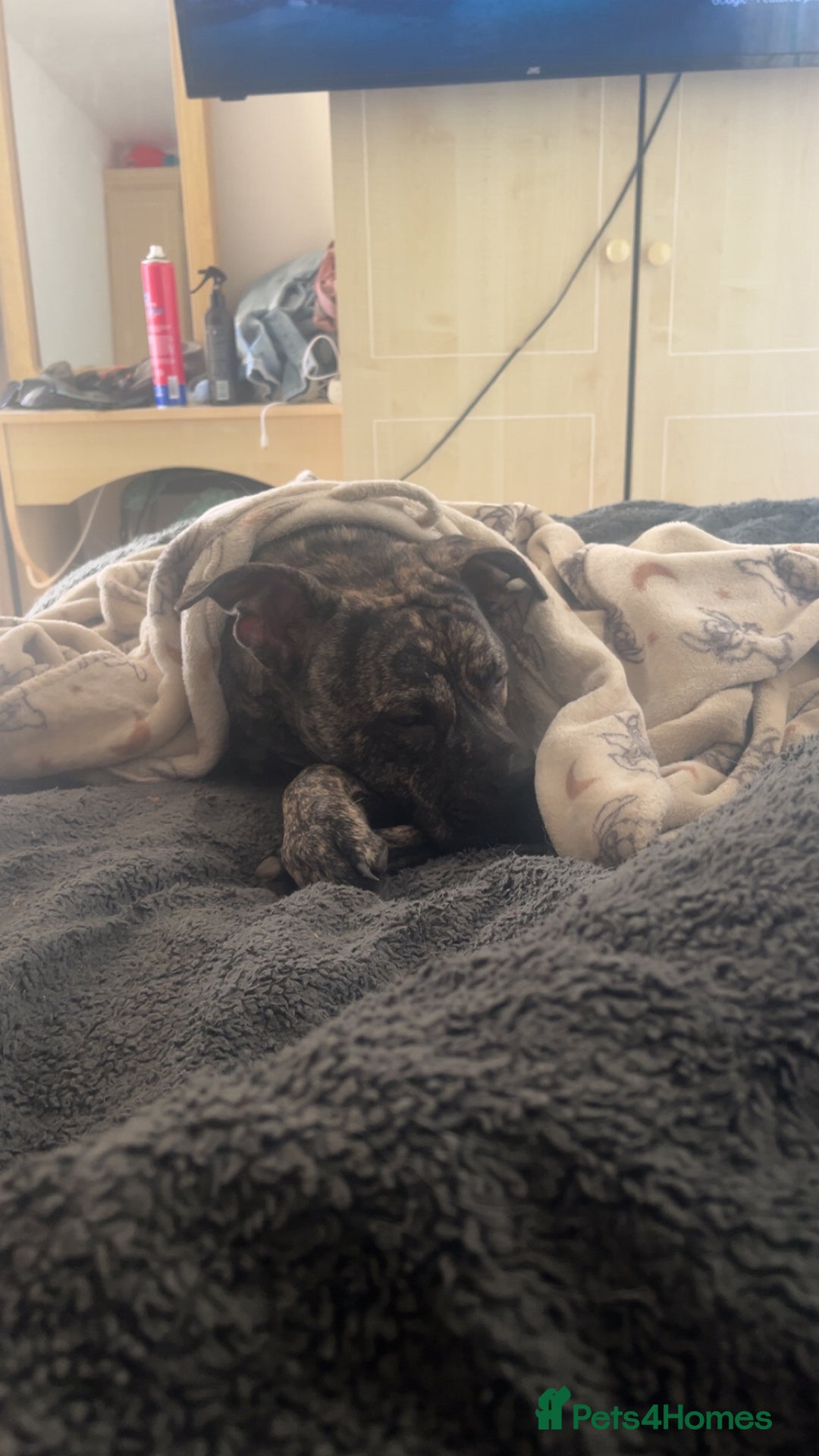 Mixed Breed dogs for sale: Staffy  ** tiff   - Advert 3