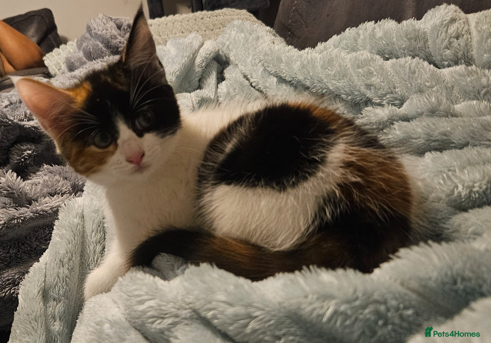 Mixed Breed cats Nova mixed Maine Coon girl ready now - Advert 11