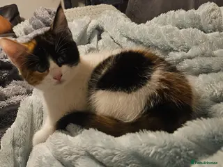 Mixed Breed cats Nova mixed Maine Coon girl ready now - Advert 11