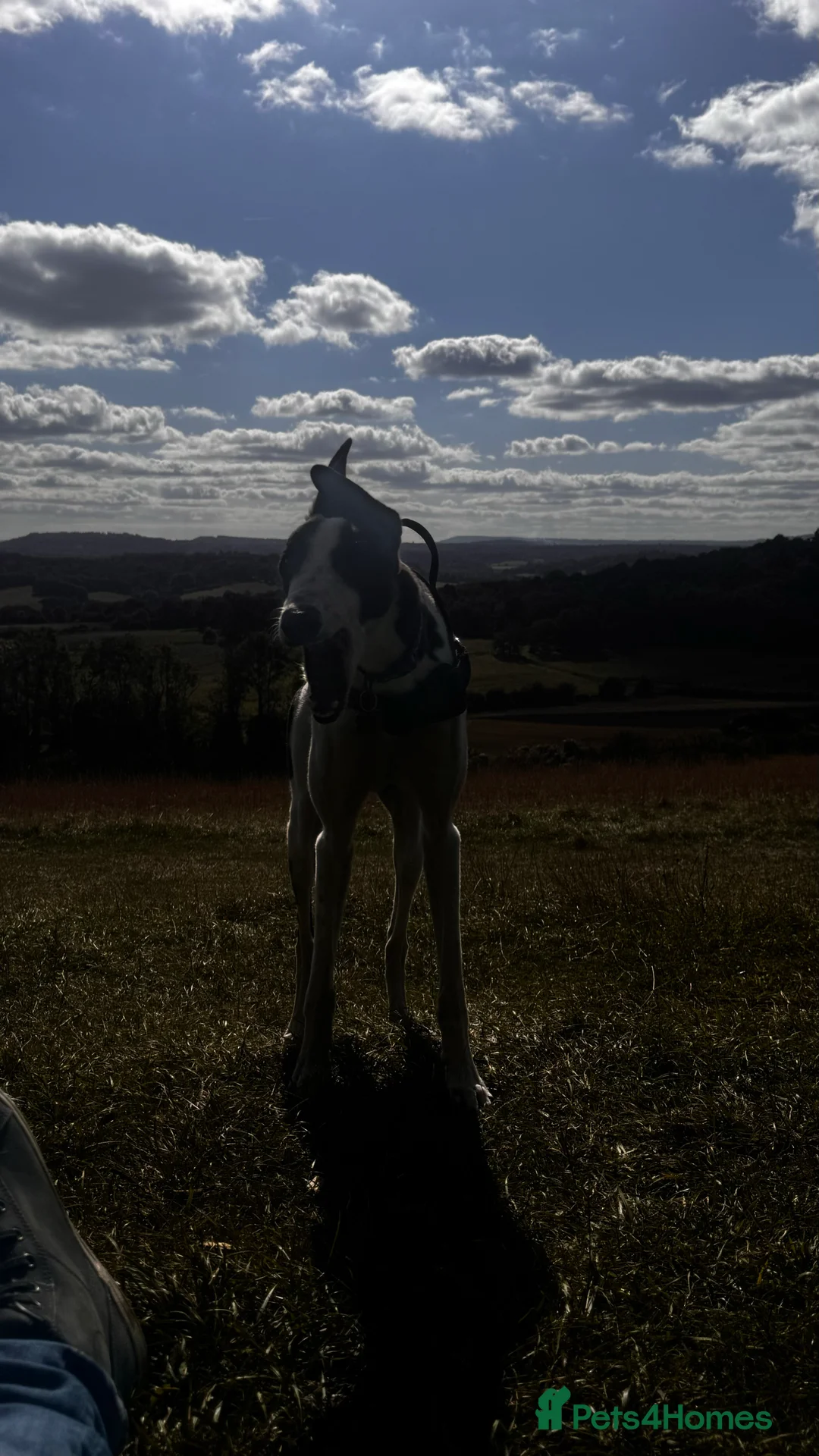 Greyhound dogs for sale: 2 year old greyhound  **   - Advert 5