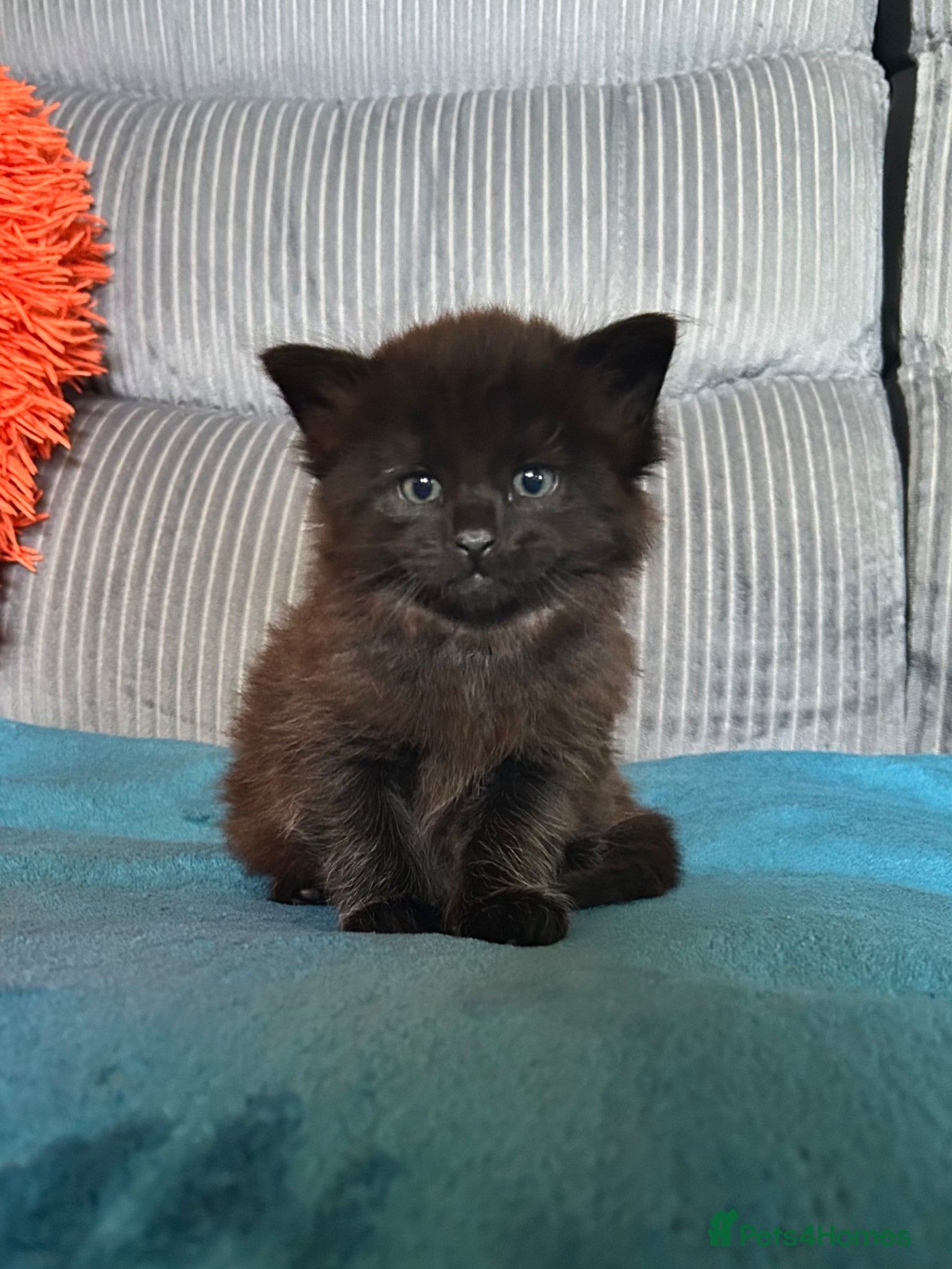 Maine Coon cats Maine Coon Cross 2x Last black boys left  - Advert 6