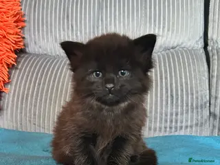 Maine Coon cats Maine Coon Cross 2x Last black boys left - Advert 6