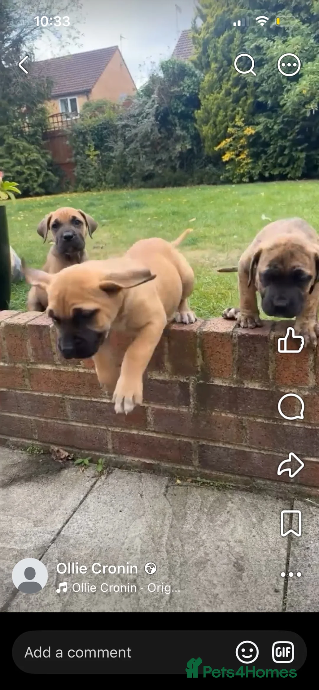 Mixed Breed dogs for sale: Cane Corso x Pressa Canario  - Advert 5