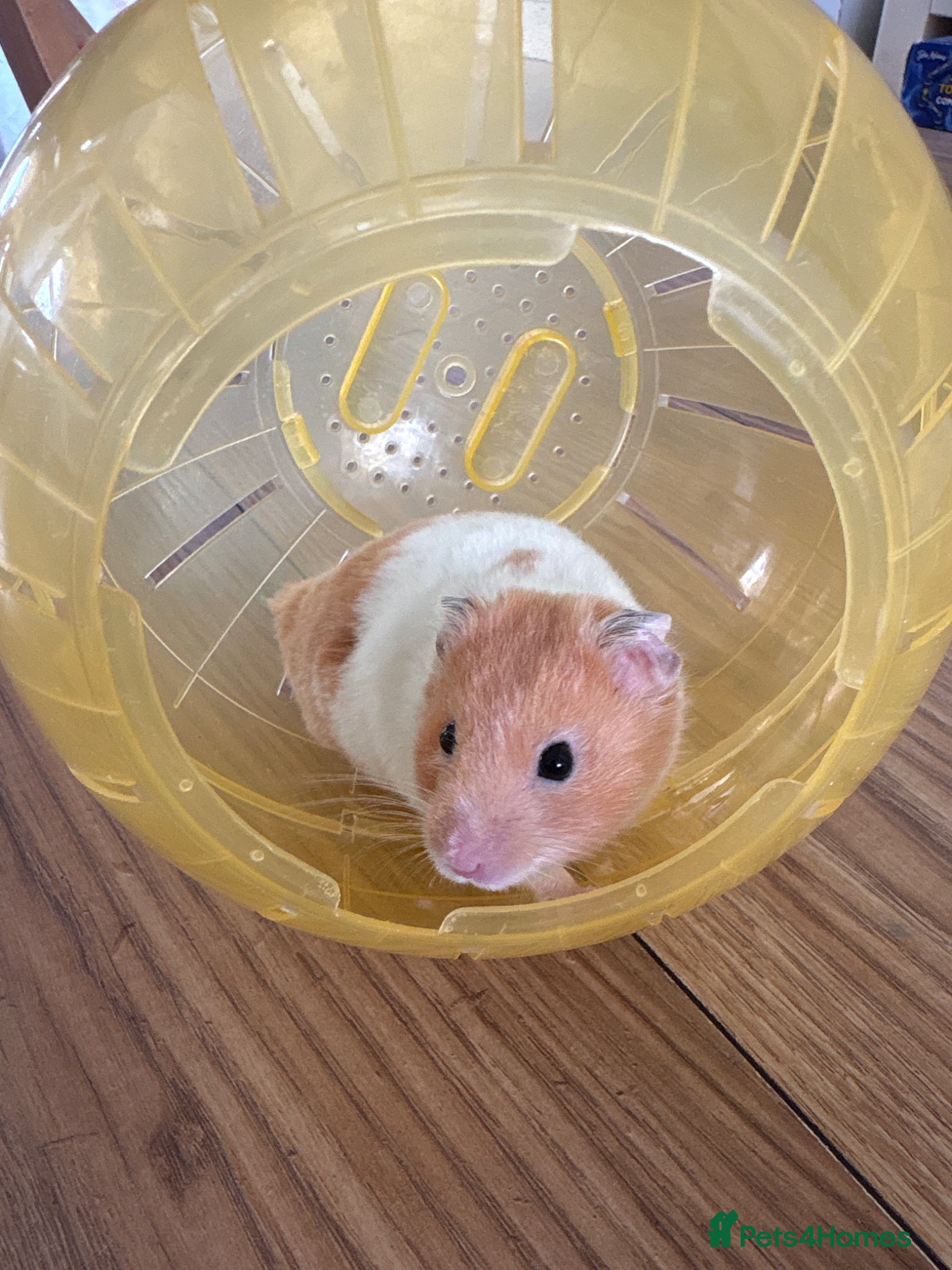 Hamster rodents Hamster  - Advert 1