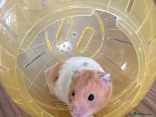 Hamster rodents Hamster - Advert 2