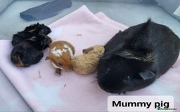 Guinea Pig rodents for sale: Male guinea pigs - Image 9
