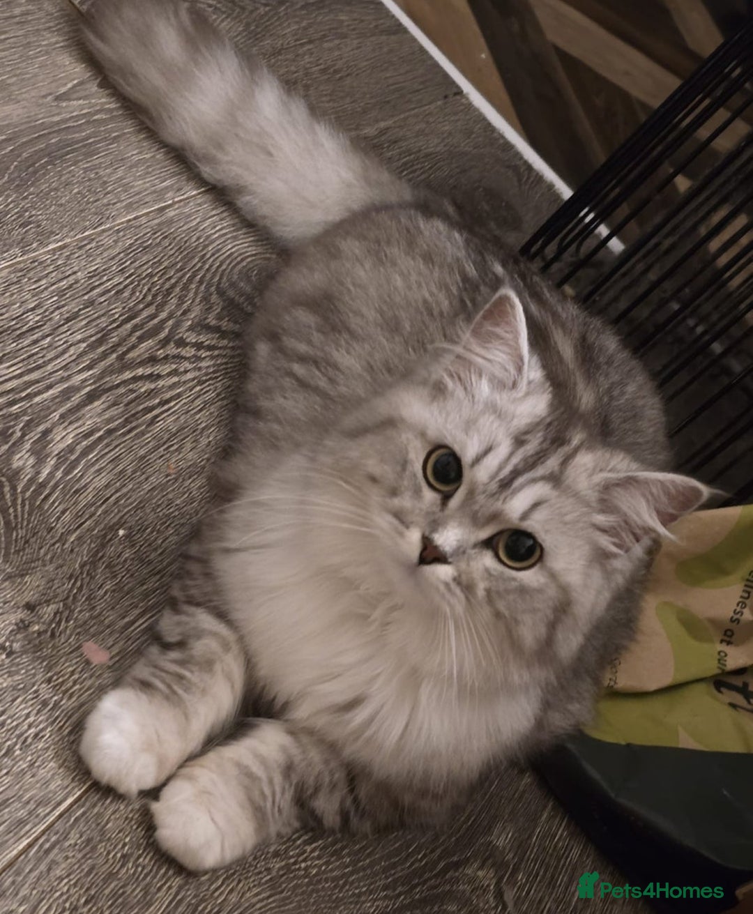 Persian cats for sale: Doll Faced Traditional Persian - Image 1