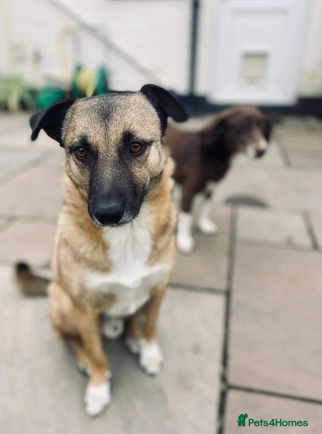 Mixed Breed dogs for adoption: Meet Jakob, currently residing in Cranage, Crew in Crewe - Advert 7