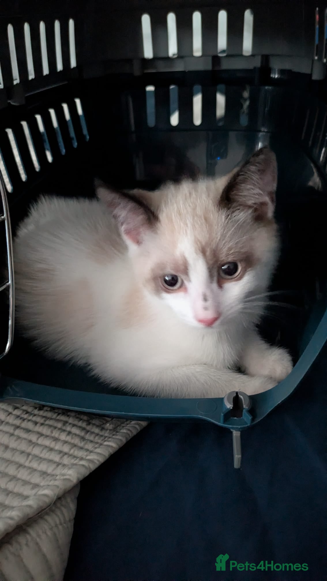 Mixed Breed cats Kitten for sale - Advert 1