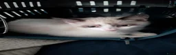Mixed Breed cats for sale: Kitten for sale - Advert 1