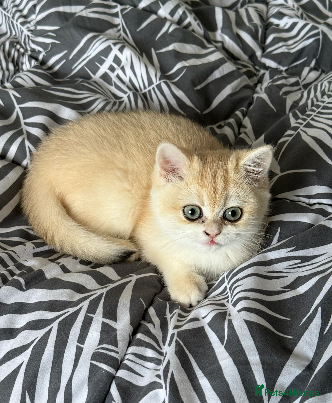 British Shorthair cats for sale: pedigree Golden British Shorthair girl - Image 8