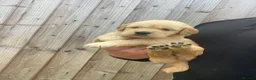 Golden Retriever dogs for sale: ⭐ KC Registered Golden Retriever Puppies ⭐️  - Advert 16