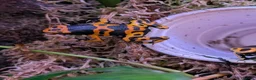 Frog reptiles for sale: Dendrobates Leucomelas “Puerto Ayacucho” - Advert 2