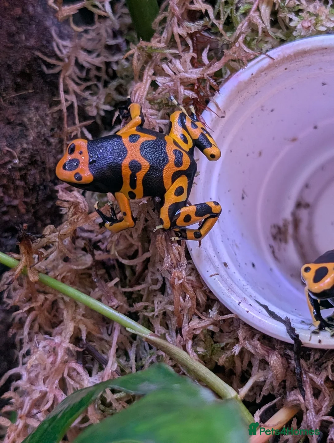 Frog reptiles for sale: Dendrobates Leucomelas “Puerto Ayacucho” - Advert 2