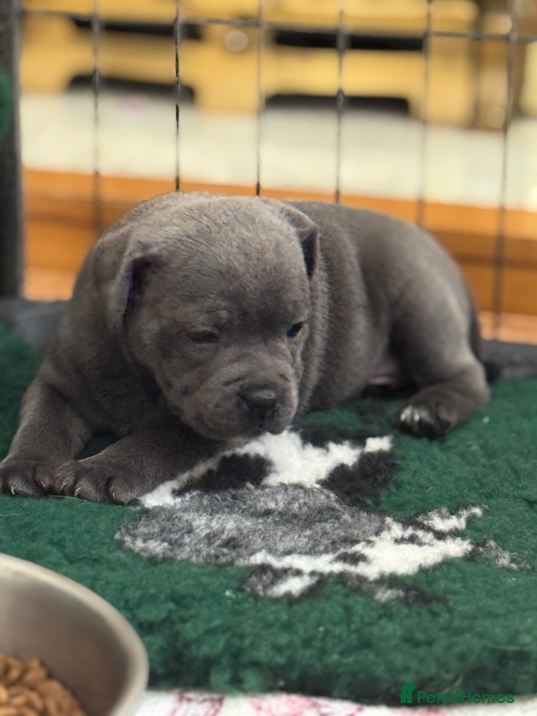 Staffordshire Bull Terrier dogs for sale: Amazing blue Staffordshire bull terrier puppies  in Stoke-on-Trent - Image 13